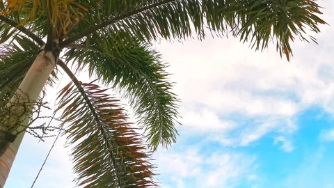Palm Tree Leaves High Angle Stock Footage 106346375