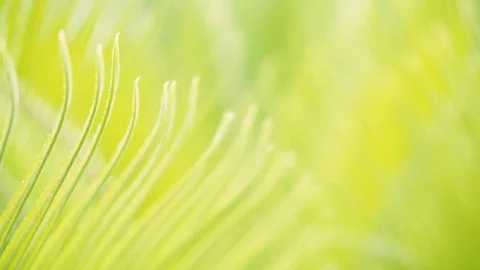 Palm tree leaves. Macro closeup 4K. Fresh green leaves Video stock 94450081