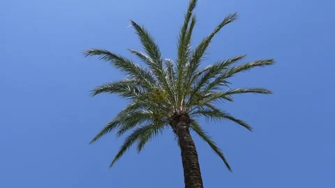 Palm tree with leaves moving in the air Stock Footage 297082076