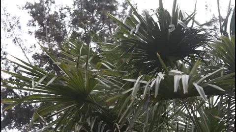 Palm Tree Leaves Moving in Gentle Wind Under Cloudy Sky Stock Footage 330061927