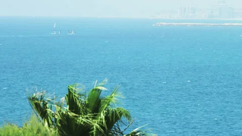 Palm Tree Leaves Moving in the Wind. Sailboats on the Sea Stock Footage 88887521