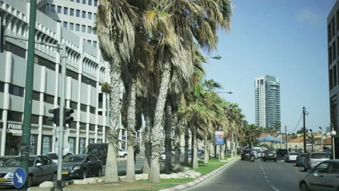 Palm Tree Leaves Moving in the Wind. Camera Moving Left Stock Footage 88888992