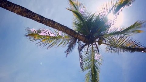 Palm tree leaves moving in the wind Stock Footage 93874475
