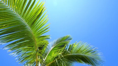 Palm tree leaves moving in the wind against blue background Stock Footage 101825588