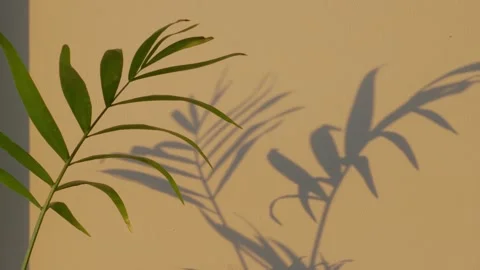 Palm tree leaves moving in wind blowing on yellow wall surface in evening at Stock Footage 205886881