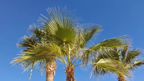 Palm tree leaves moving in the wind against a blue sky Stock Footage 331072820