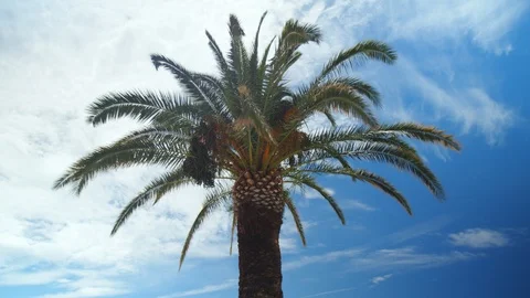 Palm tree leaves moving on windy, sunny day. Stock Footage 97787190