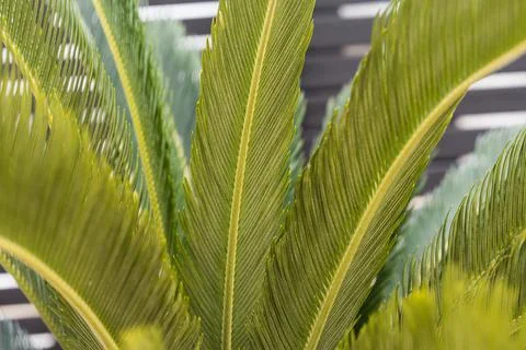 Palm tree leaves with neutral background Stock-Fotos