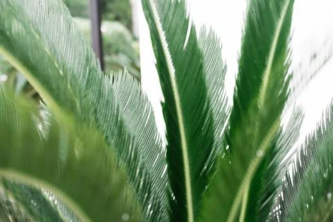 Palm tree leaves with neutral background Stock Photos