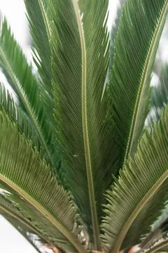 Palm tree leaves with neutral background Stock Photos