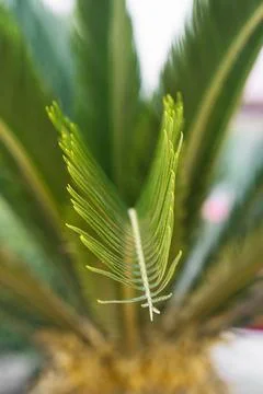 Palm tree leaves with neutral background Stock Photos
