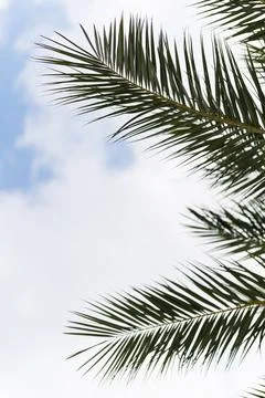 Palm tree leaves with neutral background Stock Photos