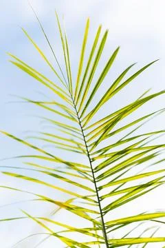 Palm tree leaves with neutral background Stock Photos