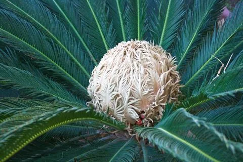 Palm tree leaves Stock Photos