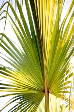 Palm tree leaves Stock Photos