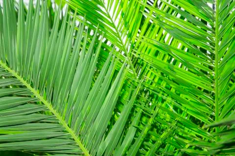 Palm tree leaves Stock Photos