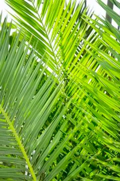 Palm tree leaves Stock Photos