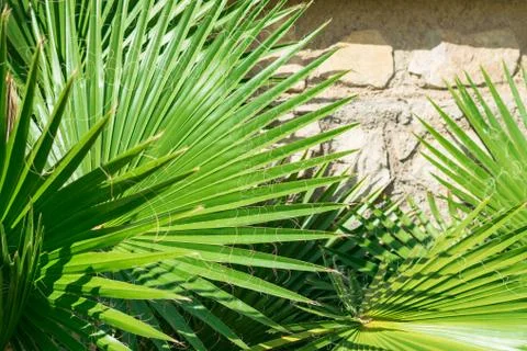 Palm tree leaves. Stock Photos
