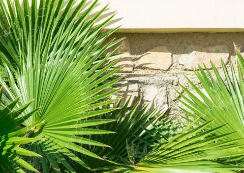 Palm tree leaves. Stock Photos