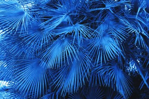 Palm tree leaves. Stock Photos