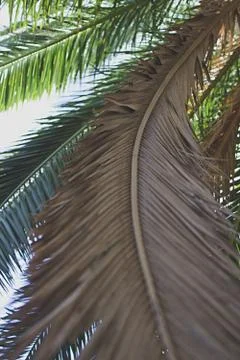 Palm Tree Leaves Foto stock