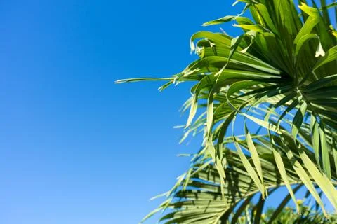 Palm tree leaves Stock Photos