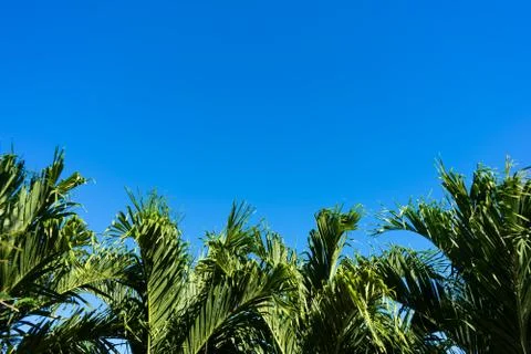 Palm tree leaves Stock Photos