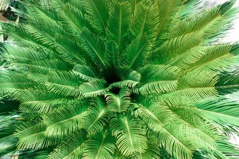 Palm tree leaves. Stock Photos