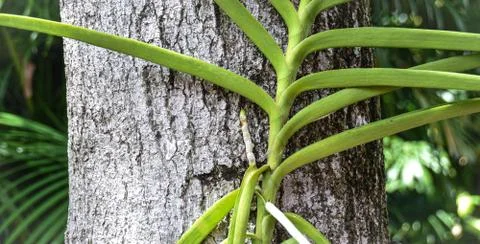 Palm tree leaves Stock Photos