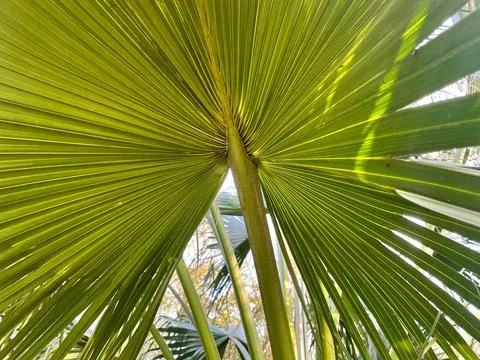Palm tree leaves Stock-Fotos