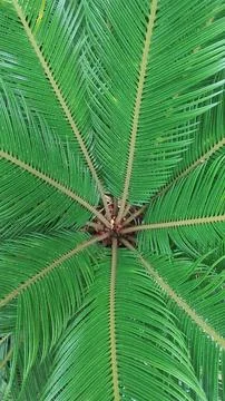 Palm tree leaves Stock Photos