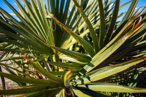 Palm tree leaves Foto stock