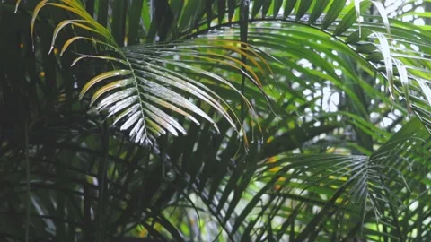 Palm tree leaves in the rain Stock Footage 146356982