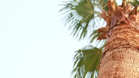 Palm tree leaves with rays of sun. Video stock 278466918
