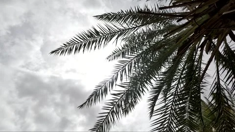 Palm tree leaves rustling in cloudy sun light Stock Footage 341695857