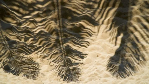 Palm Tree Leaves shadow on the beach sand Stock Footage 104594818