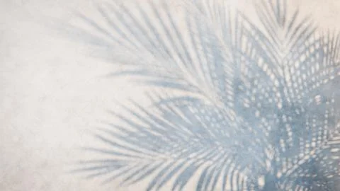 Palm tree leaves shadow creating a tropical pattern on a white wall Stock Photos