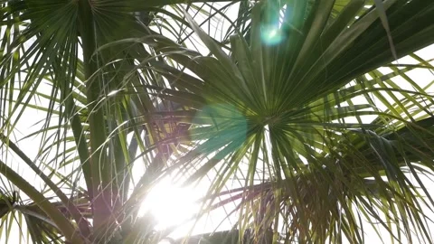Palm tree leaves shown against sun and blue clear sky. Sun rays pass through the Video stock 146072839