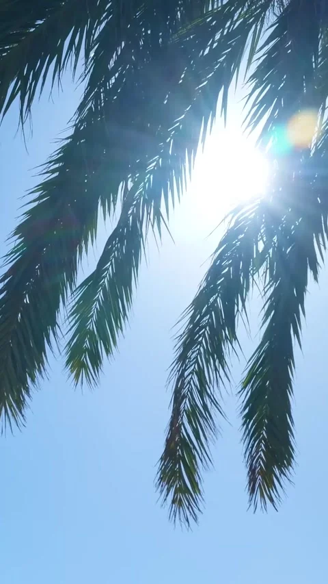 Palm tree leaves silhouetted by the sun Video stock 329865764