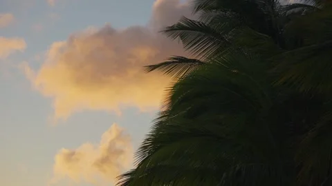 Palm Tree Leaves in Slow Motion Against Golden Sunset Clouds Stock Footage 325481566