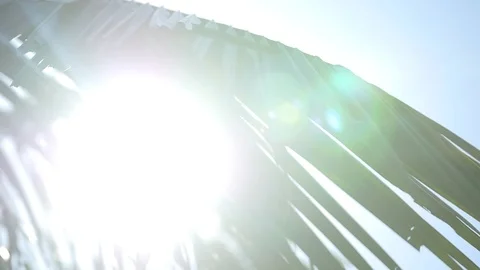 Palm tree leaves with the sun behind creating a lens flare Stock Footage 93782310
