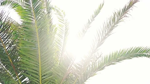 Palm tree leaves at sunset. Slow motion high quality 4K footage Stock Footage 199092529