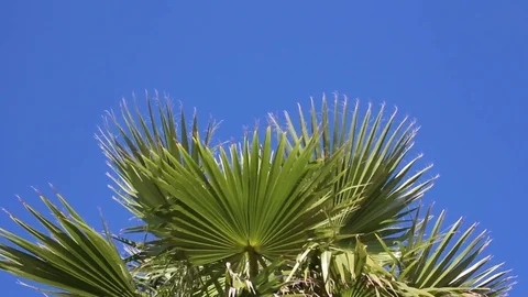 Palm Tree Leaves Sway Stock Footage 84679929