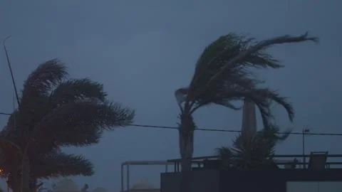 Palm tree leaves sway strongly in the wind during late evening with cloudy .. Stock Footage 317686491