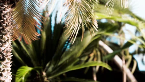 Palm tree leaves sway in sunlight near other tropical plants Stock Footage 340606266