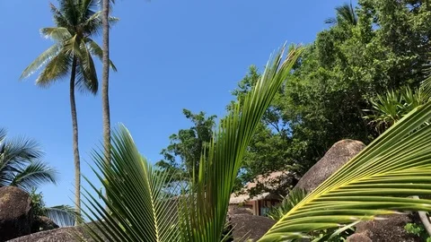 Palm tree leaves sway in the wind in the tropics on a clear day Stock Footage 115846226