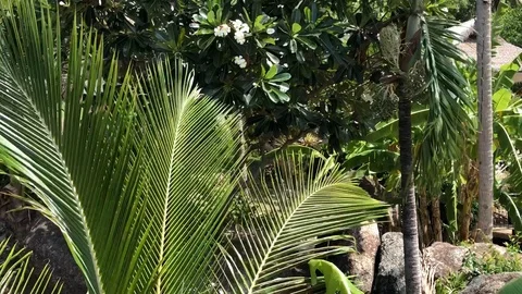 Palm tree leaves sway in the wind in the tropics on a clear day 库存影片 115846227