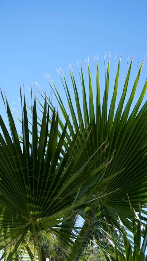 Palm tree leaves swaying gently under clear blue sky with vibrant green foliage 스톡 동영상 325484160