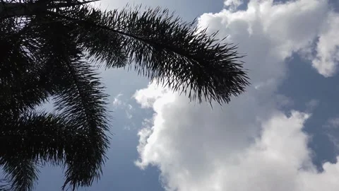 Palm Tree Leaves Swaying in the Wind Against Blue Sky and White Clouds Stock Footage 323671677