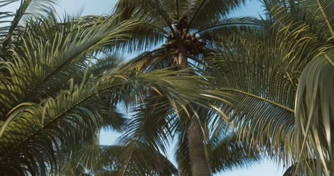 Palm Tree Leaves Swaying in the Wind Stock Footage 334061099